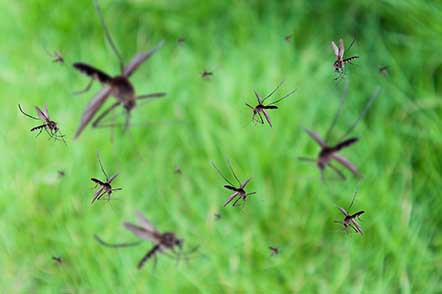 Aniks Commercial Mosquito Barrier is a mosquito spraying service for commercial properties 