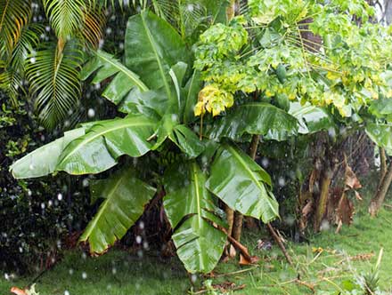 Plants like banana trees attract mosquitoes and can become a breeding ground. Home mosquito misting systems spray insecticides on their leaves to act as a repellent.  